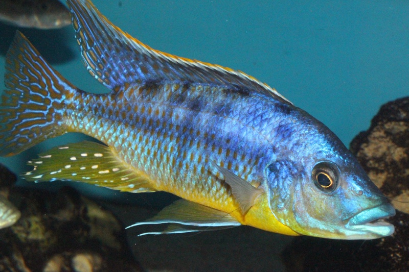 Protomelas sp. 'hertae'